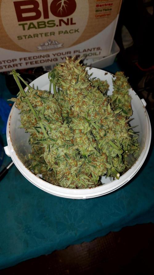 autoflower gorilla cookies fastbud. Week 5