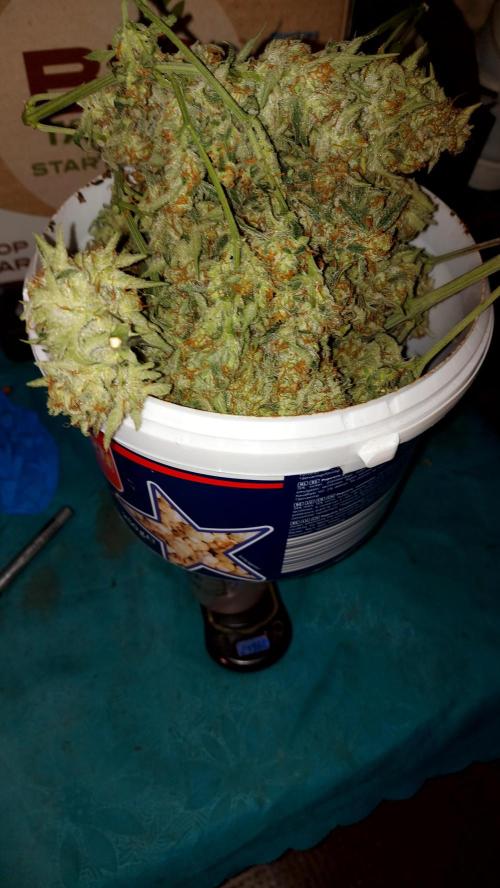 autoflower gorilla cookies fastbud. Week 5