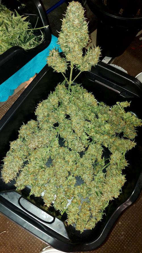 autoflower gorilla cookies fastbud. Week 5