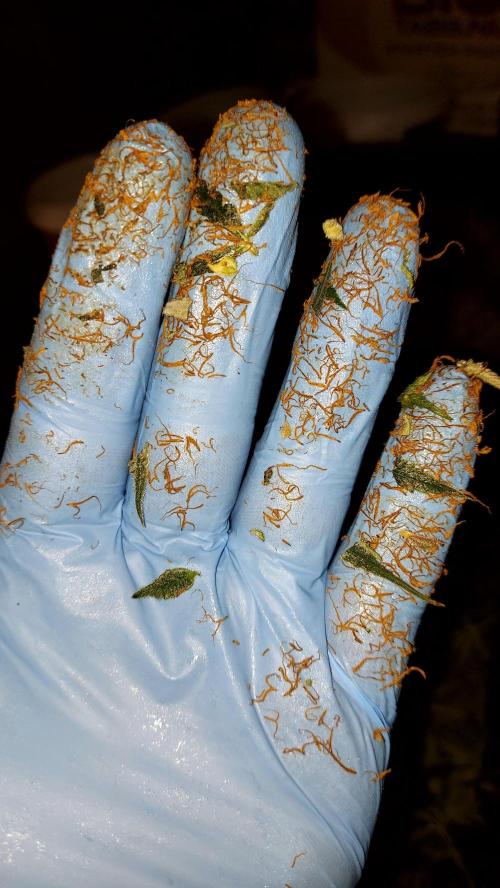 autoflower gorilla cookies fastbud. Week 5