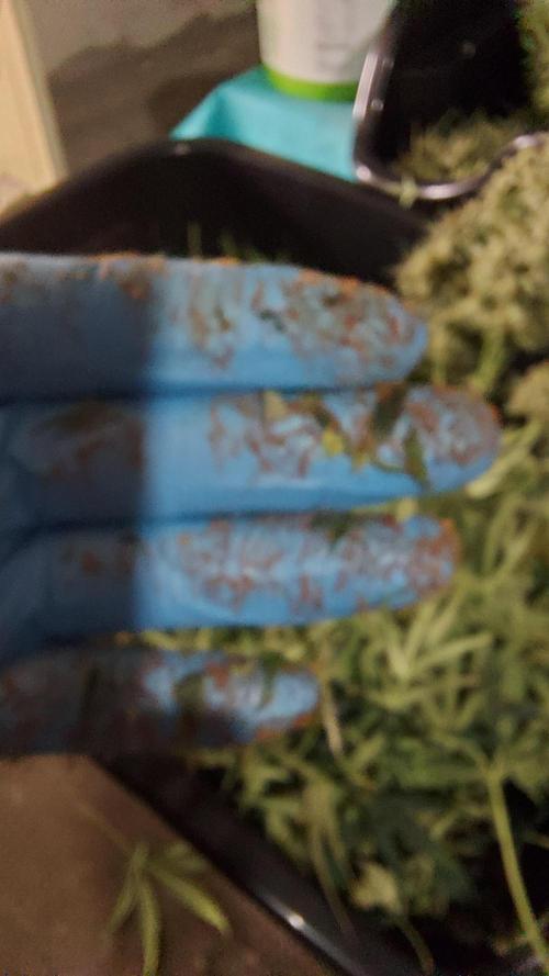 autoflower gorilla cookies fastbud. Week 5