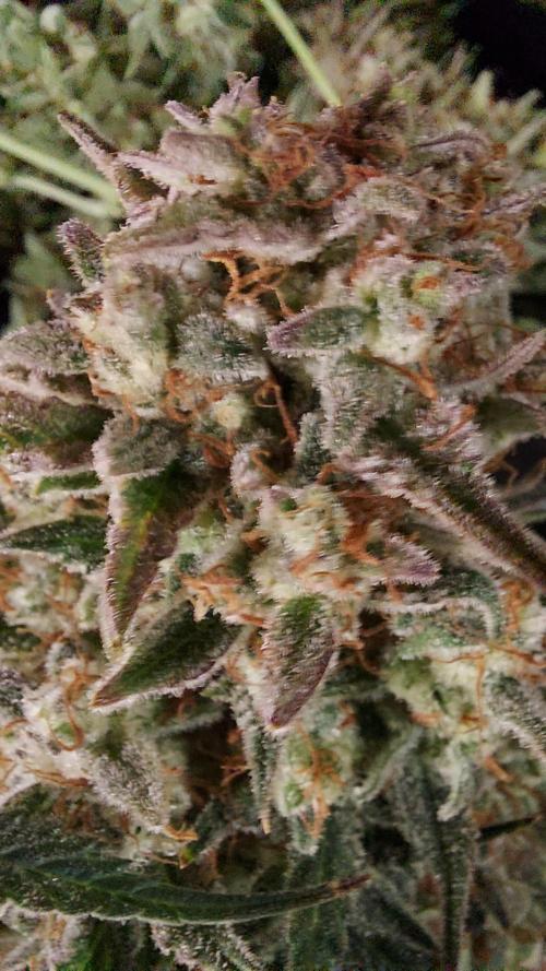 autoflower gorilla cookies fastbud. Week 5