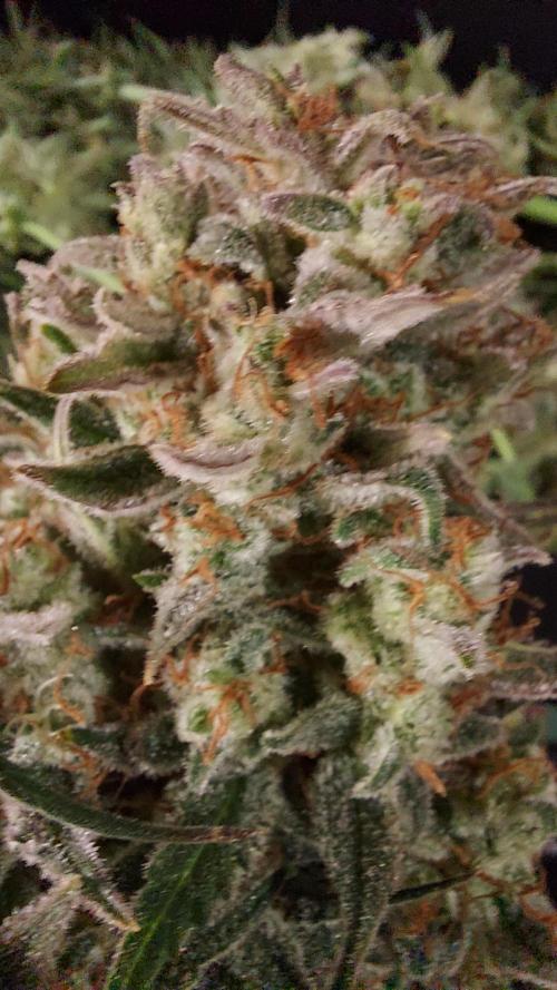 autoflower gorilla cookies fastbud. Week 5