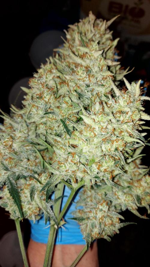 autoflower gorilla cookies fastbud. Week 5