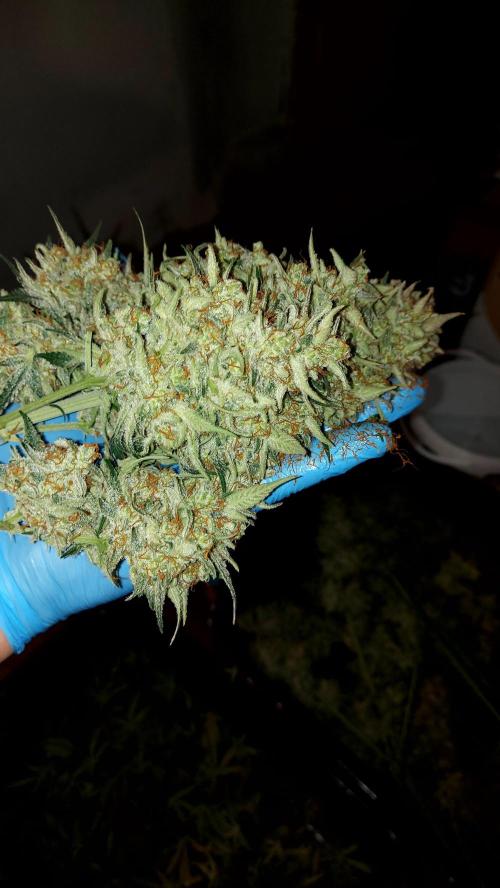 autoflower gorilla cookies fastbud. Week 5