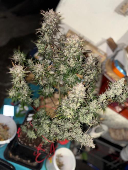 autoflower gorilla cookies fastbud. Week 5