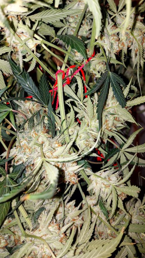 autoflower gorilla cookies fastbud. Week 5