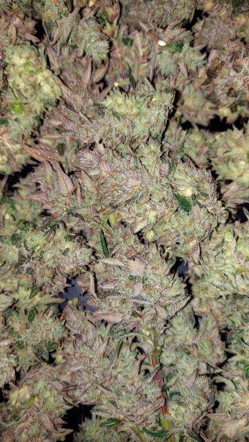 frost banger. Week 5