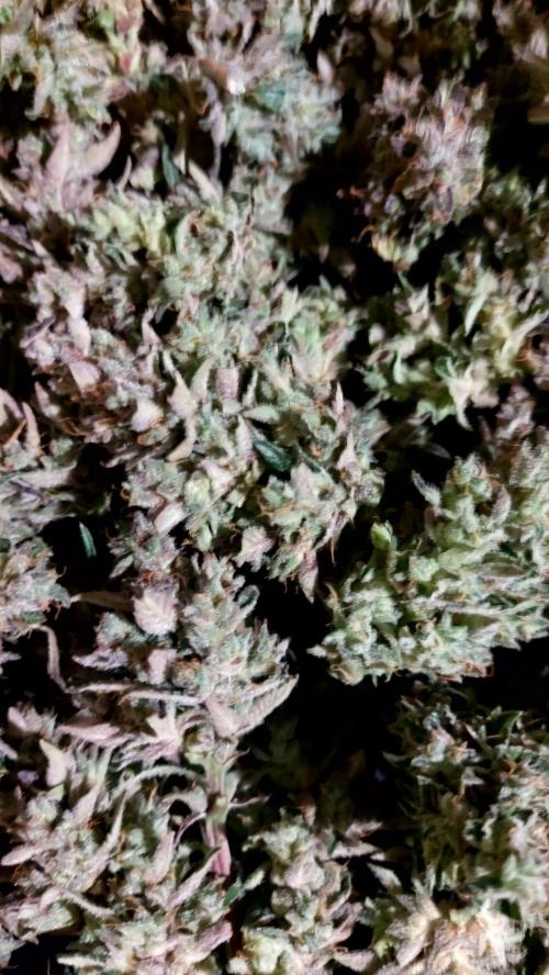 frost banger. Week 5