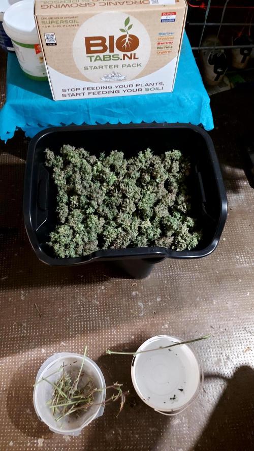 frost banger. Week 5