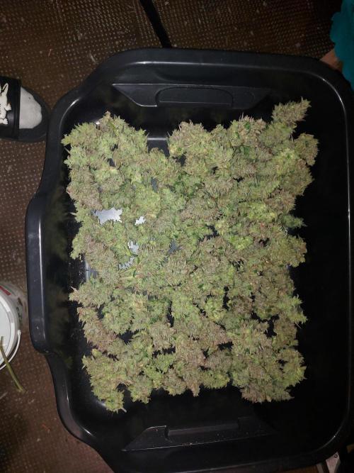 frost banger. Week 5