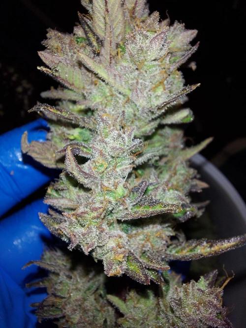 frost banger. Week 5