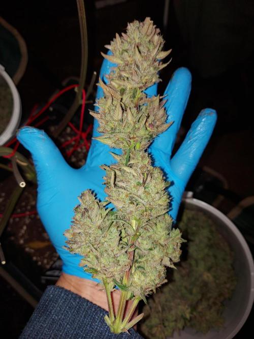 frost banger. Week 5