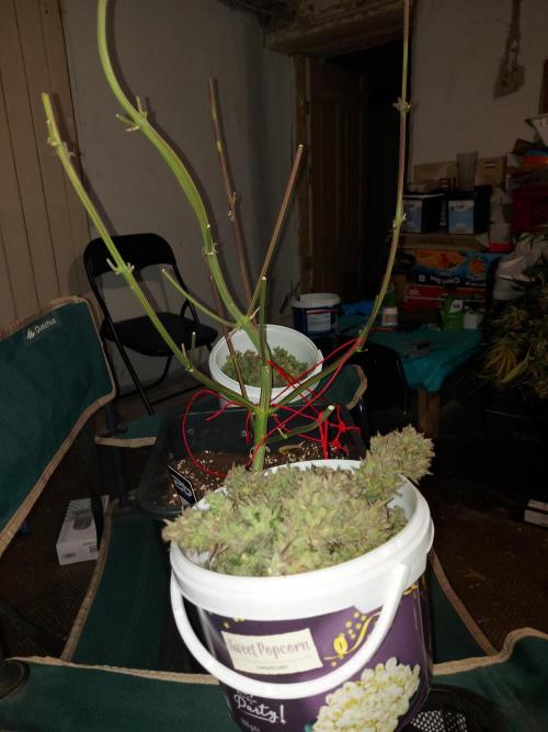 frost banger. Week 5