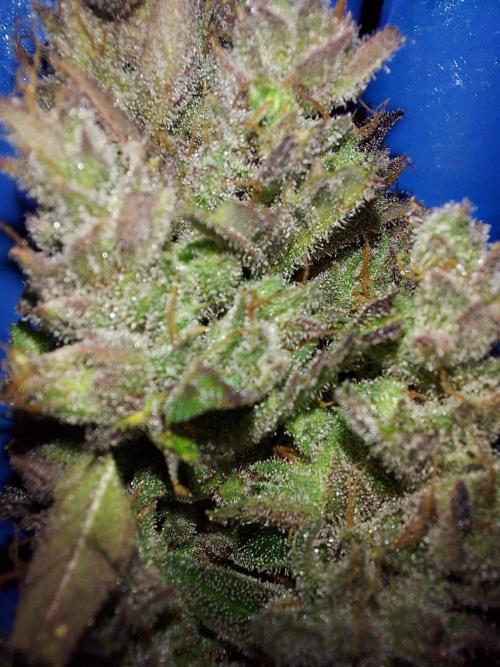 frost banger. Week 5