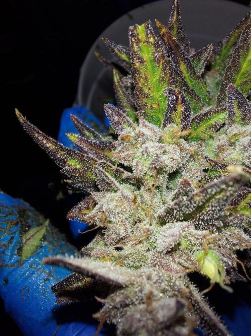 frost banger. Week 5