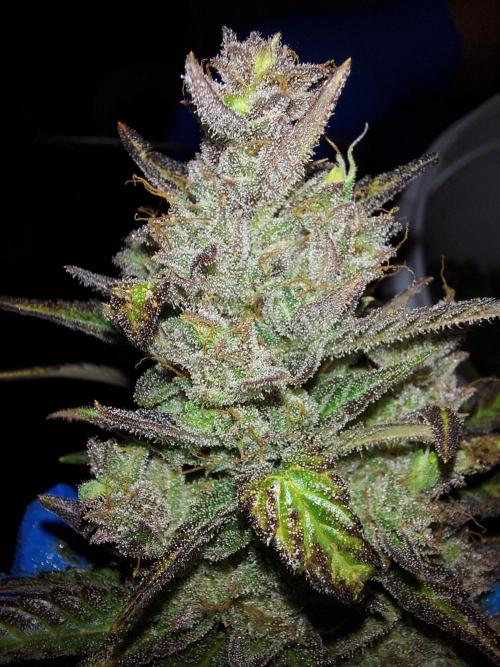 frost banger. Week 5