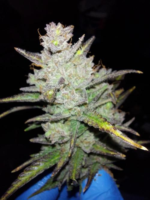 frost banger. Week 5