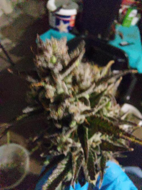 frost banger. Week 5