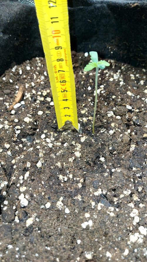 RF3 CHERY COLA. Week 1 - plante 1
jour 3