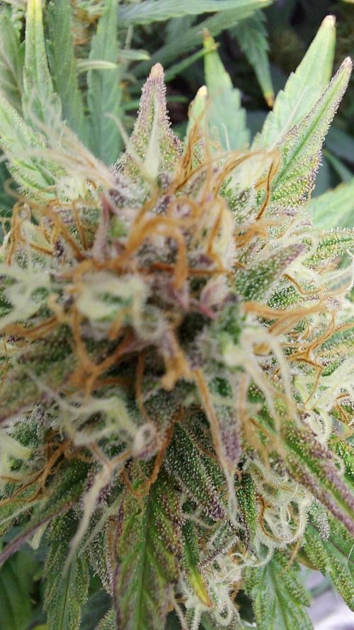 autoflower gorilla cookies fastbud. Week 5