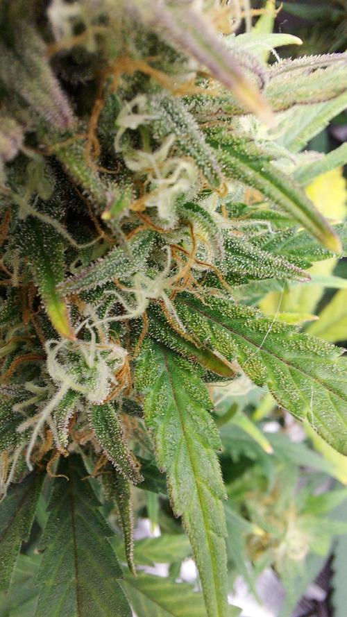 autoflower gorilla cookies fastbud. Week 5