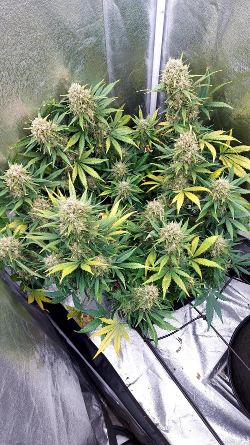 autoflower gorilla cookies fastbud. Week 5