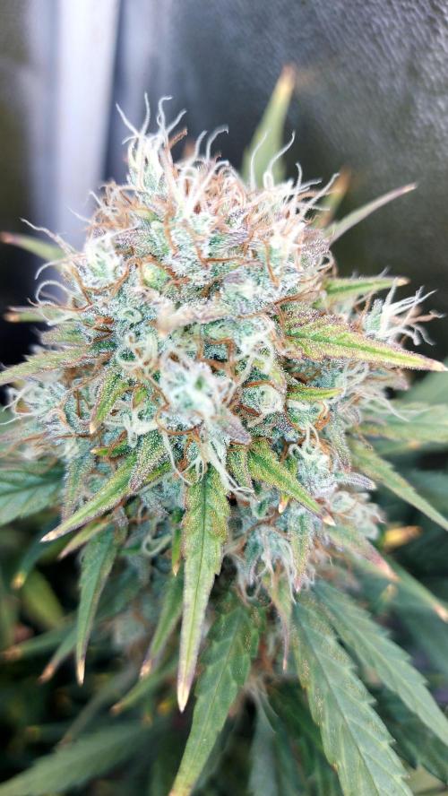 autoflower gorilla cookies fastbud. Week 5