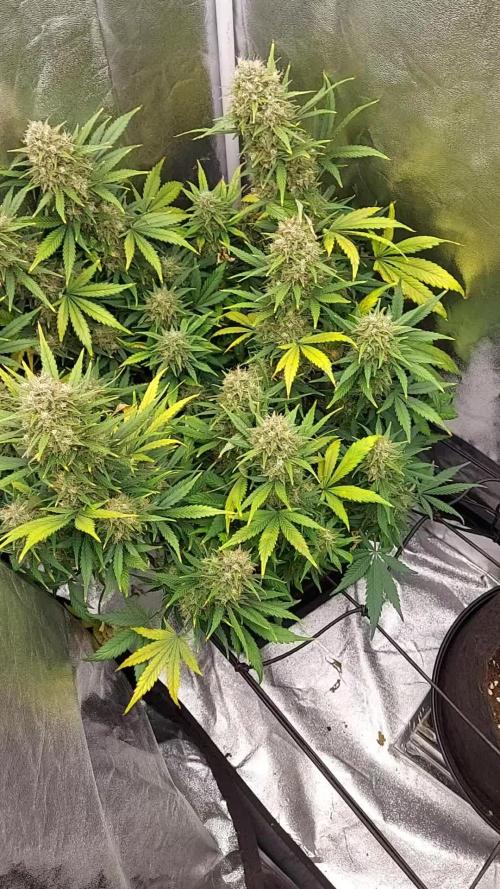 autoflower gorilla cookies fastbud