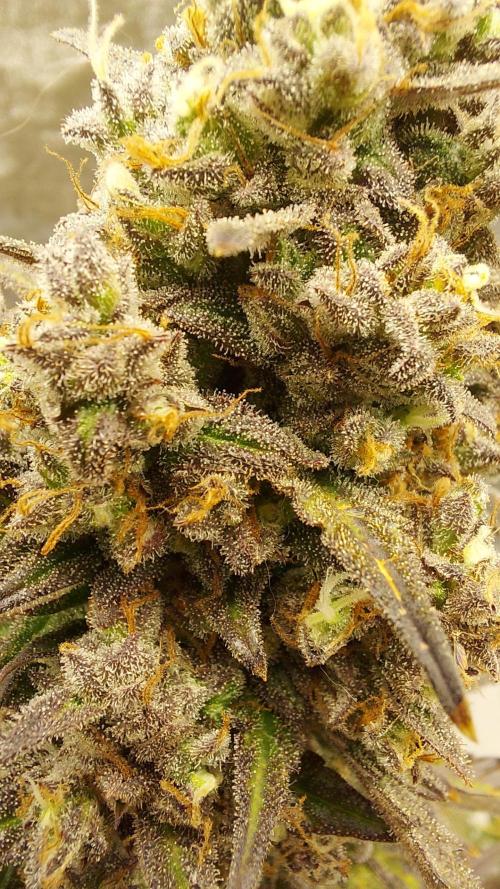 frost banger. Week 5