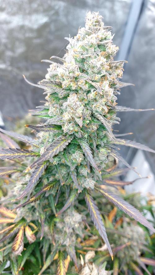 frost banger. Week 5