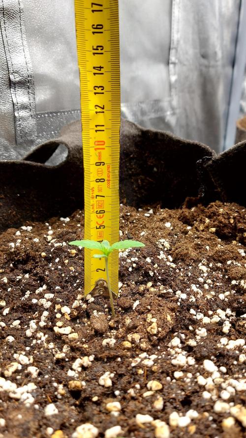 RF3 CHERY COLA. Week 2 - plante 2