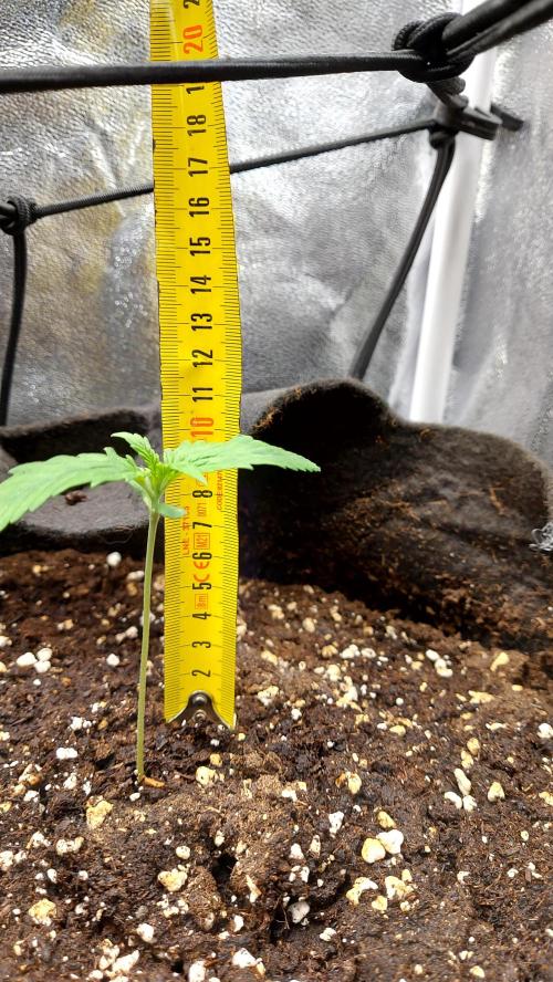 RF3 CHERY COLA. Week 2 - plante 1