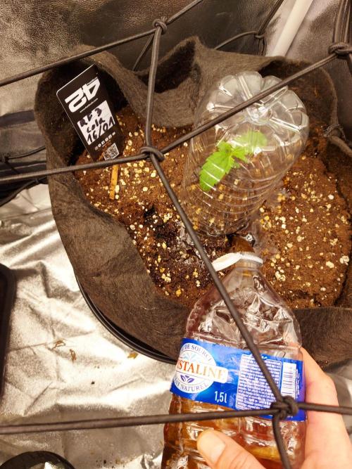 RF3 CHERY COLA. Week 2 - arosage protection feuille tige