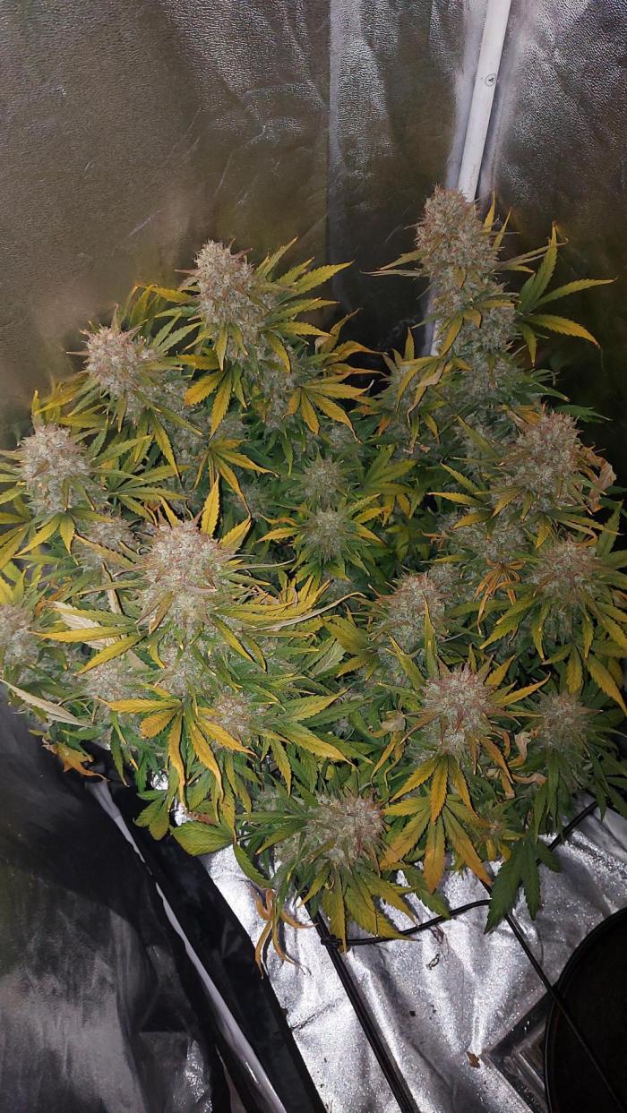 autoflower gorilla cookies fastbud. Week 6 - end