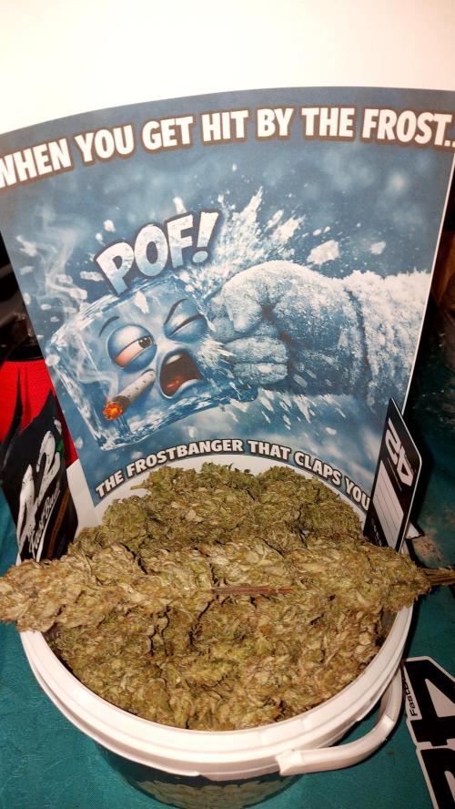 frost banger. Week 5