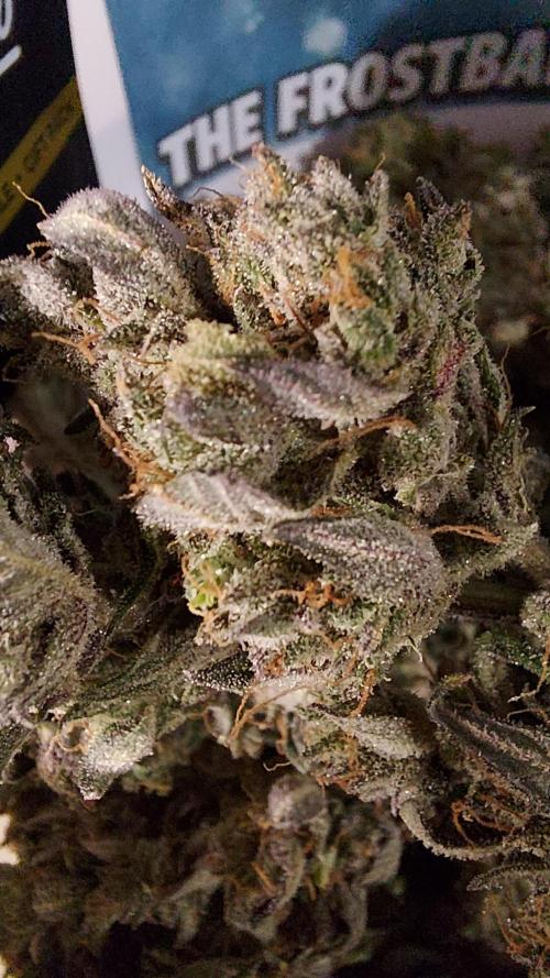 frost banger. Week 5