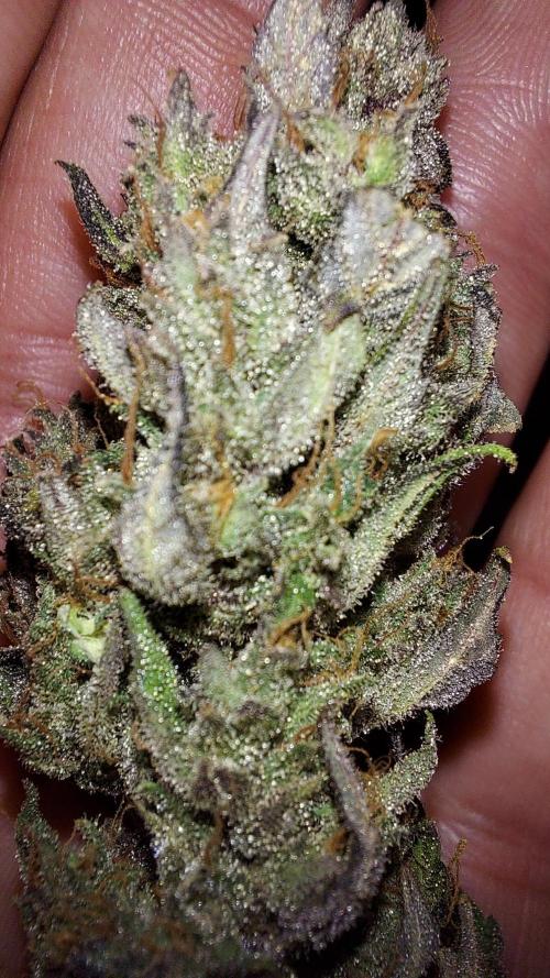 frost banger. Week 5