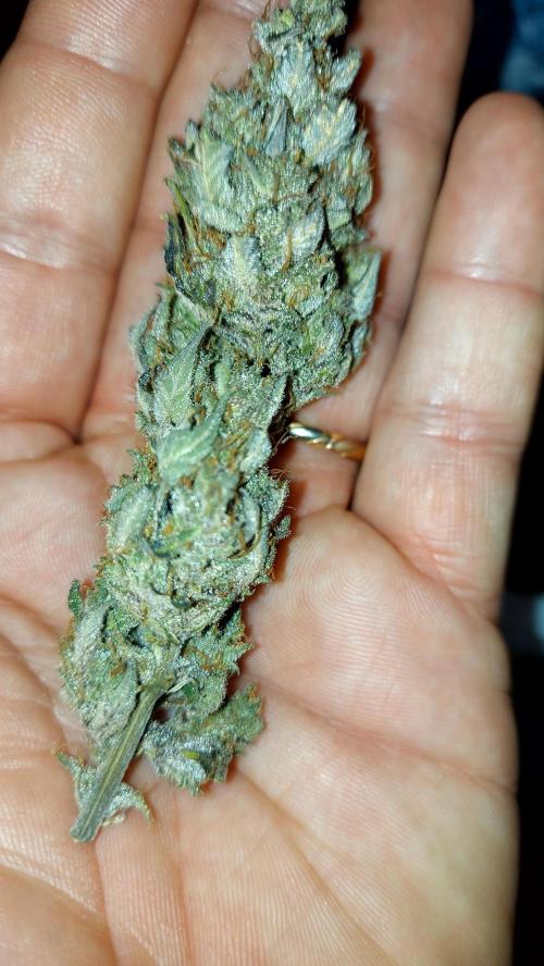 frost banger. Week 5