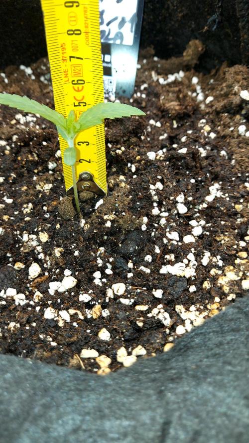 RF3 CHERY COLA. Week 2 - plante 2