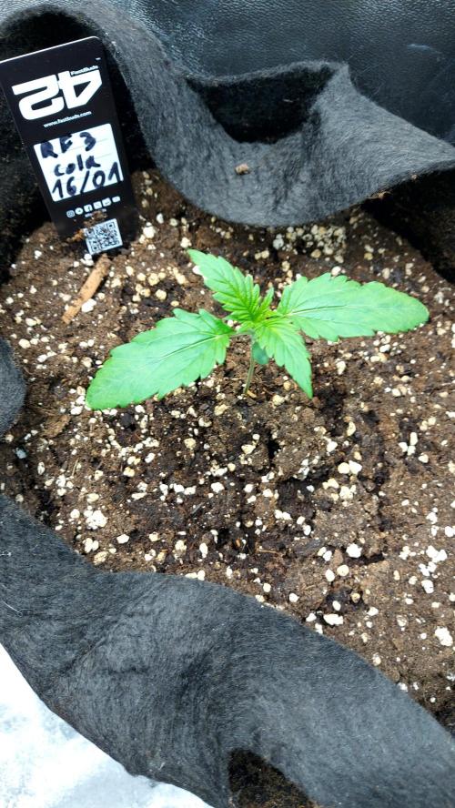 RF3 CHERY COLA. Week 2 - plante 1