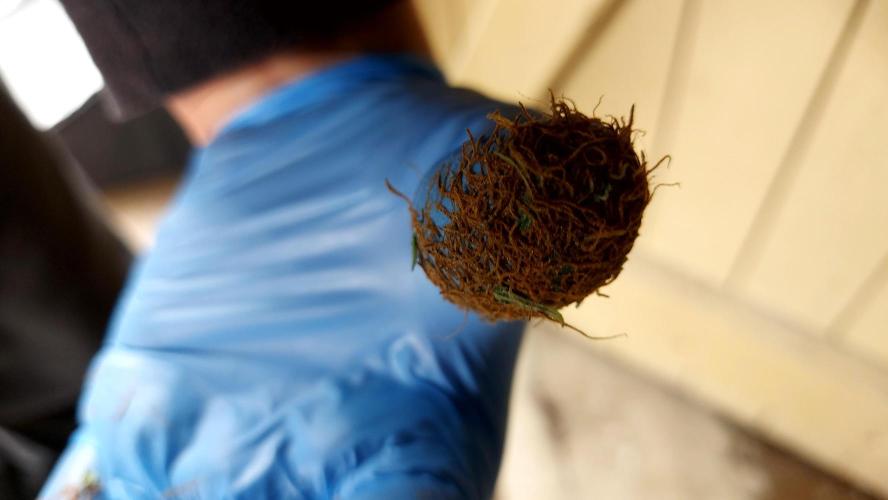 autoflower gorilla cookies fastbud. Week 7