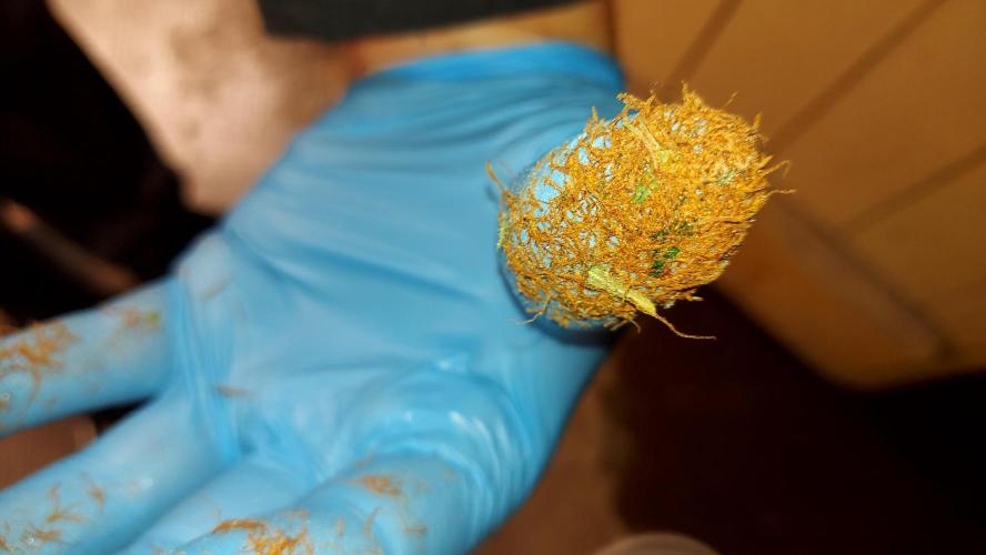 autoflower gorilla cookies fastbud. Week 7