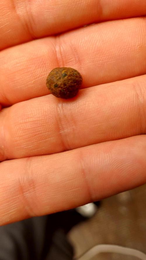 autoflower gorilla cookies fastbud. Week 7 - recolter sur les mains