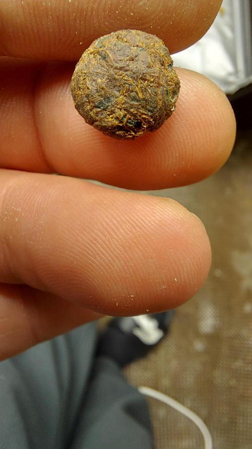 autoflower gorilla cookies fastbud. Week 7