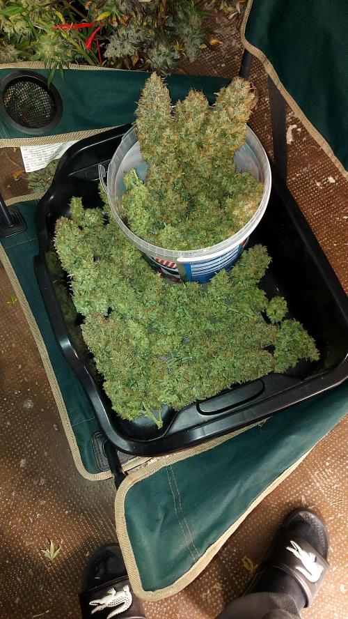 autoflower gorilla cookies fastbud. Week 7 - 615 grammes