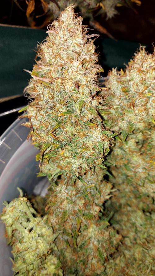 autoflower gorilla cookies fastbud. Week 7 - grosse tête 