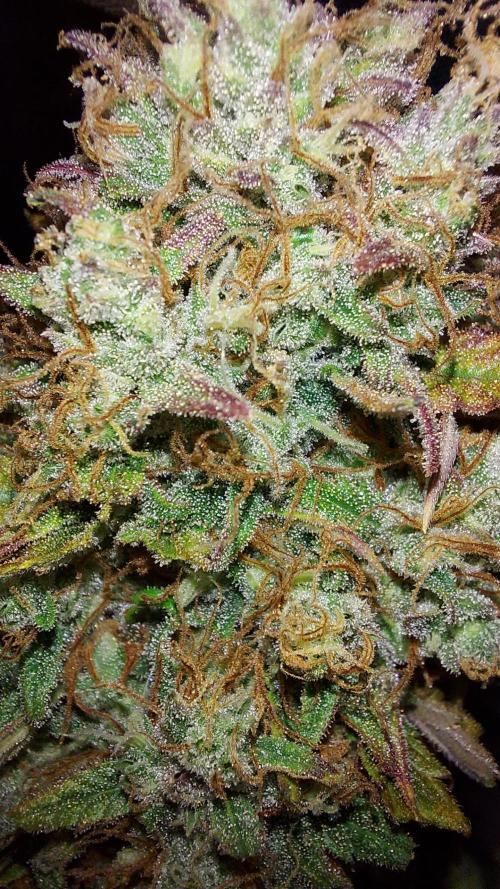 autoflower gorilla cookies fastbud. Week 7