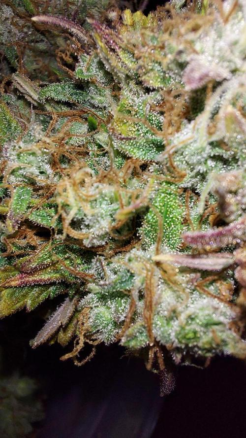 autoflower gorilla cookies fastbud. Week 7