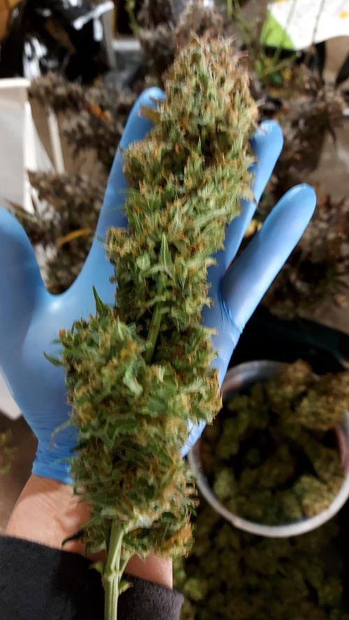 autoflower gorilla cookies fastbud. Week 7